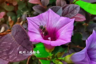 牵牛花毒性大吗 牵牛花的毒怎么解