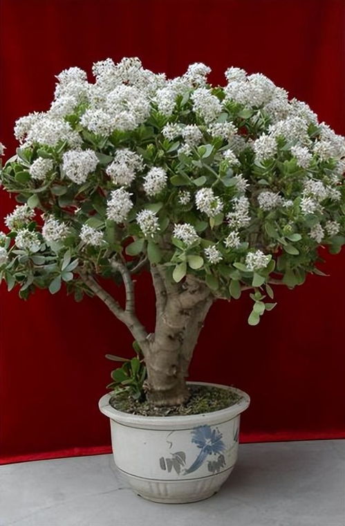 玉树会开花吗几年会开花 玉树开花有何寓意和兆头