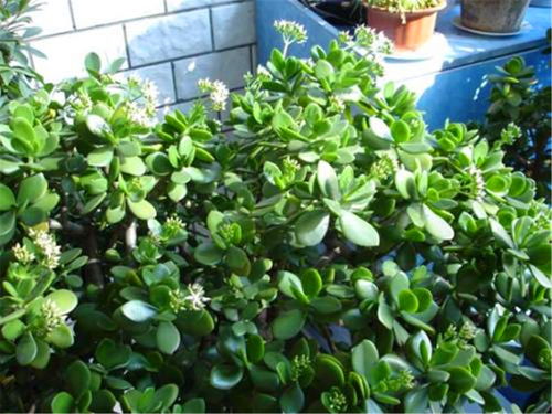 玉树适合深盆还是浅盆 玉树换盆的最佳时间