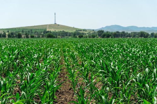 玉米一亩用多少复合肥 一亩地用了160斤复合肥