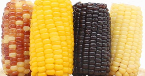 玉米分为八大类型 玉米的种类和图片