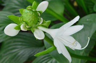 玉簪花能活几年 玉簪花有毒为啥还要养