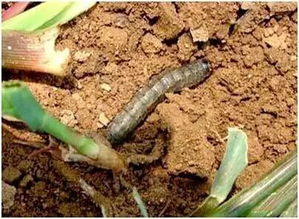 玉米常见害虫 玉米田害虫种类