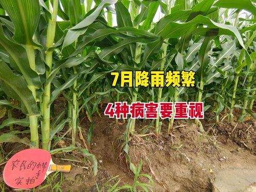 玉米病害防治常用农药 玉米四大病害