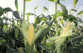 玉米最晚播种期到什么时间 2023年玉米种植时间表