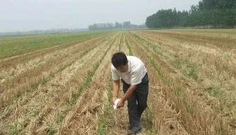 玉米二次施肥最佳时机 玉米追肥三次最佳时间
