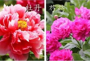 牡丹有创意的名字 牡丹花的十二种雅称