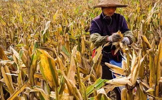 玉米最佳收获时间 玉米收获的最佳时期