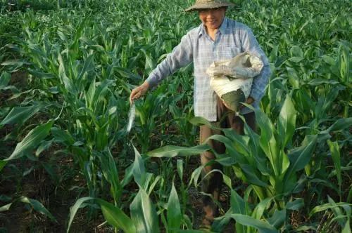 玉米最晚追肥时间 尿素肥料肥效多长时间