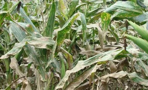玉米灰斑病用什么药最好 玉米大斑病防治特效药