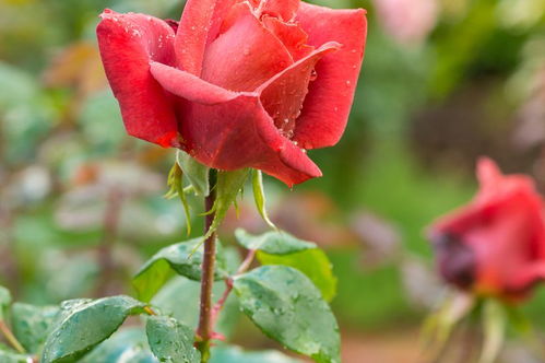玫瑰花在什么季节开花 玫瑰花一年四季都开吗