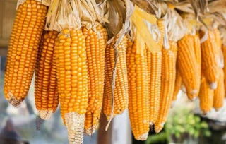 玉米要深种还是浅种 玉米一共要施几次肥料