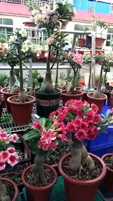 玫瑰花怎么养家庭养法 为什么阳台不能种玫瑰花