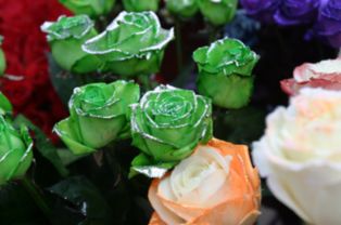 玫瑰花品种名称大全 100种玫瑰花的名字和图片