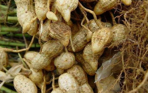 玉米须活血还是止血 玉米须止血月经