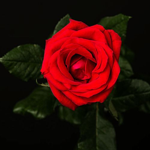 玫瑰的寓意是什么意思 玫瑰花的象征意义和精神