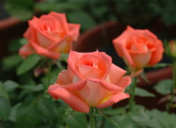 玫瑰最忌讳的颜色 玫瑰花的风水禁忌