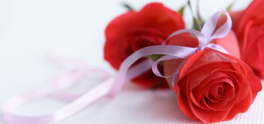 玫瑰花最经典的诗句 十首著名的玫瑰诗