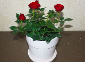 玫瑰催芽的四种方法 玫瑰不催芽直接种可以吗