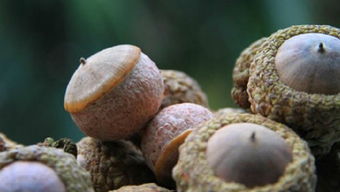 玛卡泡水喝能壮阳吗 玛卡泡水一周喝几次