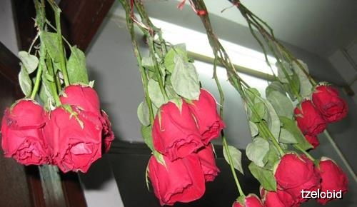 玫瑰花怎么做成干花标本 玫瑰花怎么晾干不变黑