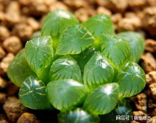 玉露夏天是浇水还是喷水 如何判断玉露是否缺水