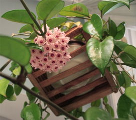 球兰为什么不开花 球兰花架图片大全室内