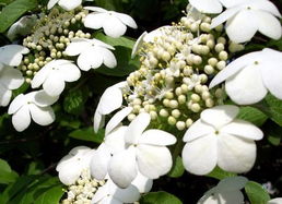 琼花是哪个城市的市花 隋炀帝看的琼花是什么花