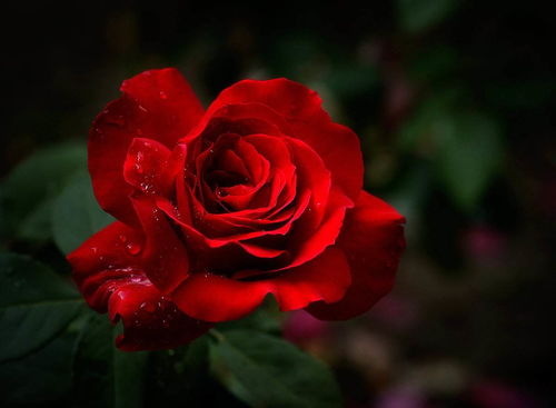 玫瑰花语录经典简短 玫瑰简短唯美句子