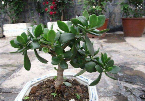 球兰根长满了怎么换盆 球兰用深盆还是浅盆