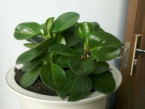 琴叶榕放在哪里旺风水 琴叶榕的风水大忌属相