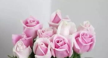 玫瑰花的形态特征描写 玫瑰花特点,外貌,颜色,气味