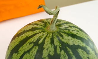 瓜脐和瓜蒂哪边甜 西瓜是蒂部甜还是根部甜