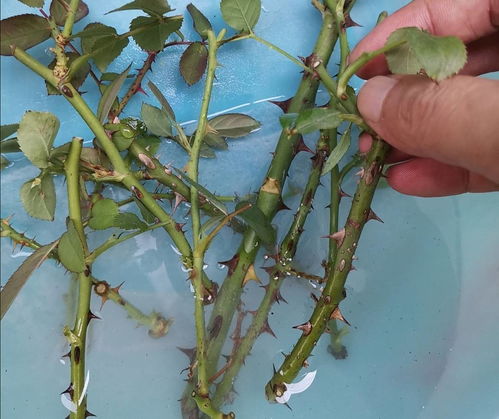 玫瑰花用水泡几天生根 水插和土插哪个生根快