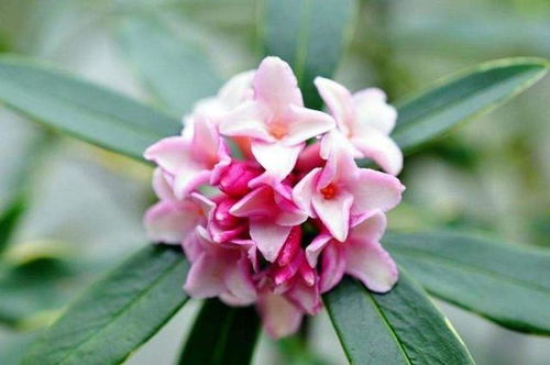 瑞香夏天叶子掉光了 瑞香花叶子一碰就掉