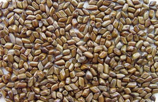 甘草泡水喝竟有6个害处 女人每天喝甘草水好吗