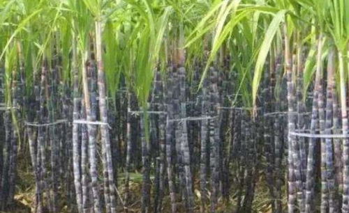 甘蔗一个月能长几个节 甘蔗几月停止生长