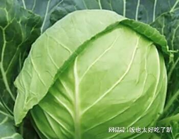 甘蓝和包菜一样吗 青甘蓝和包菜一样吗
