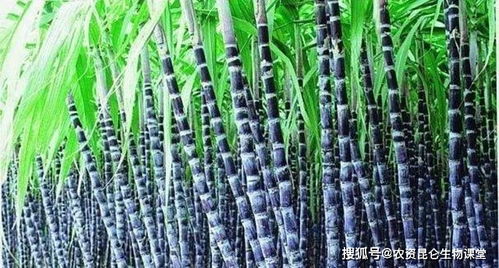 甘蔗施什么肥料最甜 甘蔗为什么不能浇人粪尿