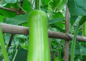 瓠瓜和西葫芦的区别 瓠瓜的10种吃法大全