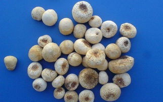 生半夏多少可以致人死亡 生半夏煮多久就没毒了