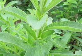 甜叶菊副作用美国被禁用 甜叶菊为什么国家禁止