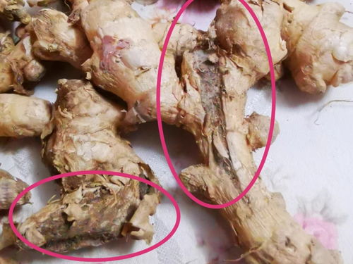 生姜如何冷冻保存 生姜是冷藏好还是冷冻好