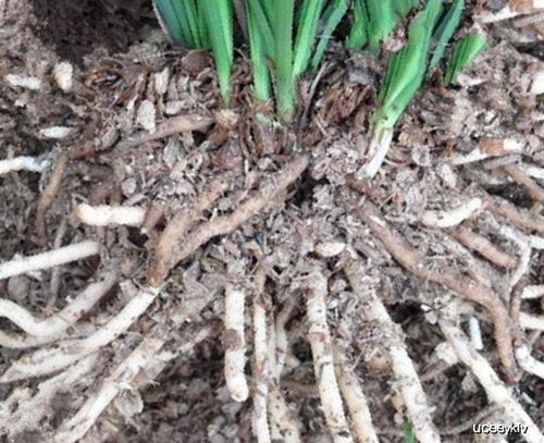 生根最快的土办法 烂根最简单的处理方法