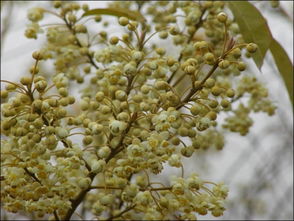 生姜变绿了怎么回事 生姜里面有一圈绿色