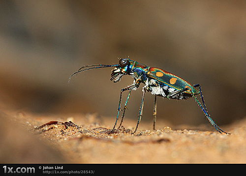 生命力最顽强的昆虫是谁 世界最强虫王第一名