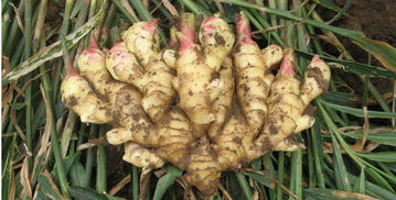 生姜喜水还是喜旱 种生姜多久浇一次水