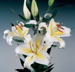 用百合花发一条朋友圈 晒百合花写心情的句子