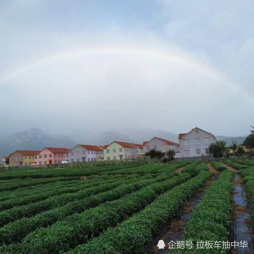 甲嘧磺隆在土壤中会移动吗 甲嘧磺隆会随雨水挥发吗