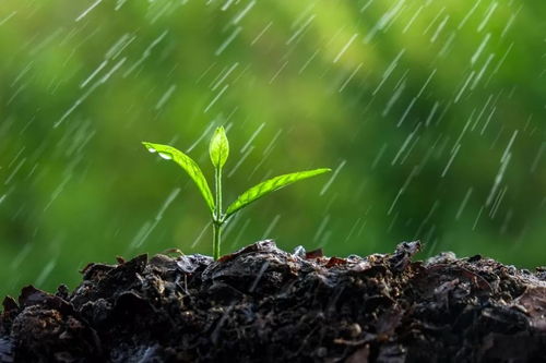 甲嘧磺隆会随雨水挥发吗 甲嘧磺隆2个月后的毒性